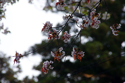 20180402jten_skumo