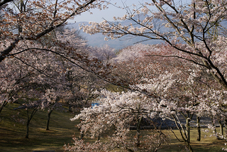 4/10の公園の山桜1