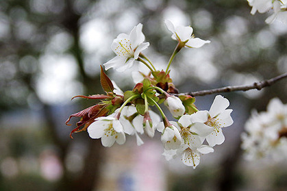 20190329kouen_697