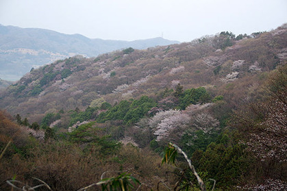 20180402tak_amamaki