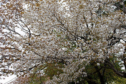 2017jten_usuke