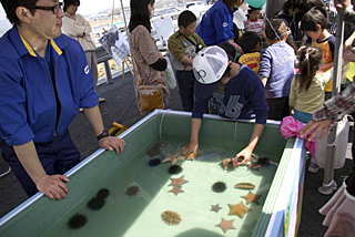 こちらはヒトデ