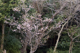 雨引山の川津桜