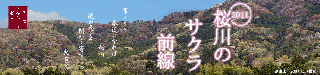 2011桜川の桜前線バナー