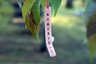 桜川流「枝折るべからず」