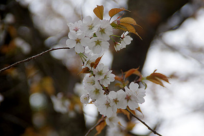 20170417jten_kabanioi