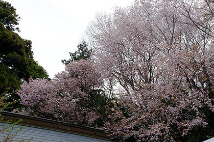 20170417jten_genji