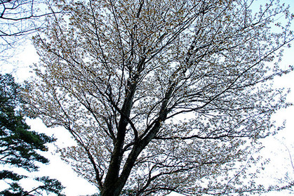 20170420tak_sakura