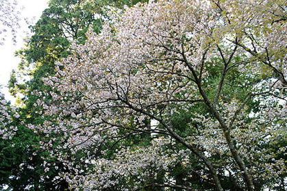 20170420jinjya_yamazakura