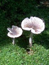 1ea53977.jpg