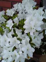 hana1