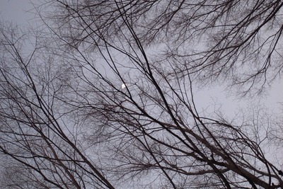 halfmoon