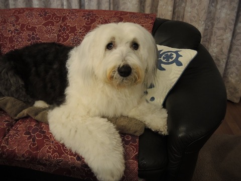 2015-12-31 ROYA