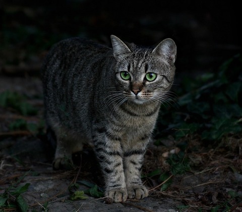 cat-2731424_640