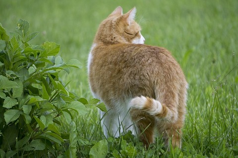 cat-2632352_640