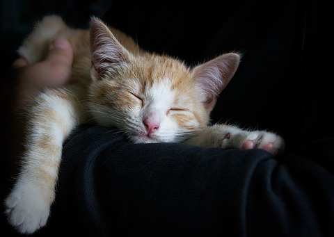 cat-1056662_640