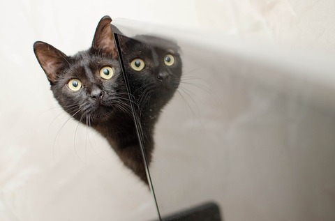 cat-3062966_640