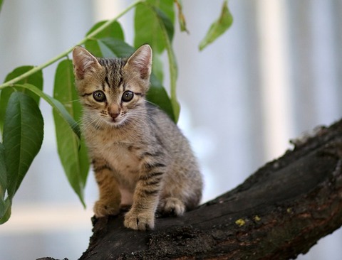 cat-3544153_640