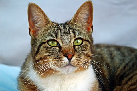 cat-2332445_640