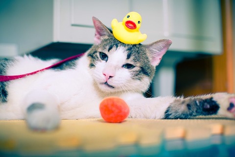 cat-931969_640