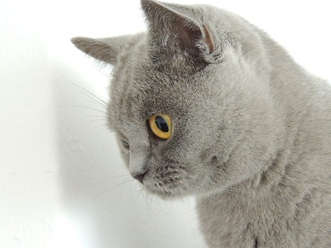 cat-179845_640