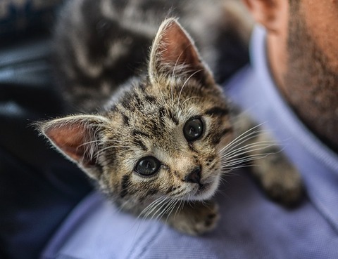 kitten-2353403_640