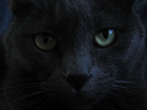 cat-746242_640