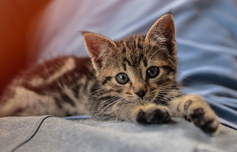 kitten-2811562_640