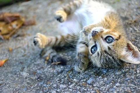 animal-2449896_640