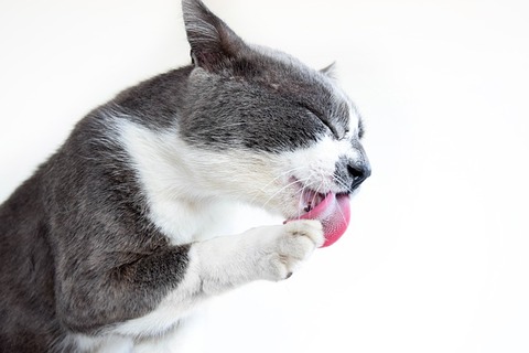 cat-3973455_640