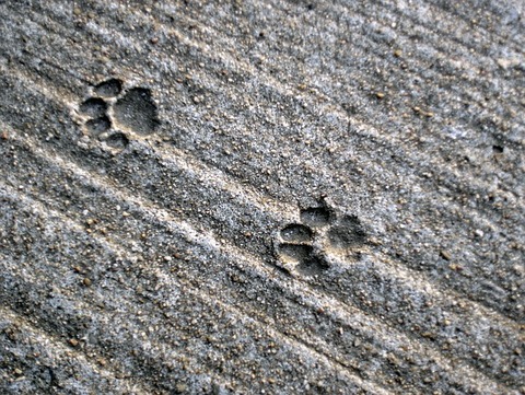 traces-2328659_640
