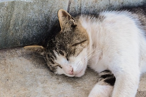 cat-2469259_640
