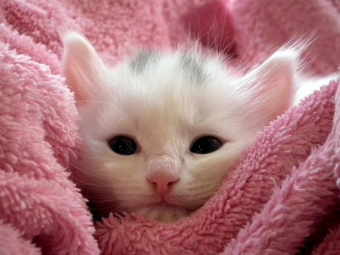kitten-227011_640