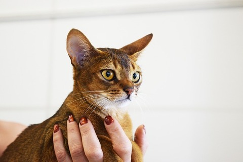abyssinian-cat-2754332_640