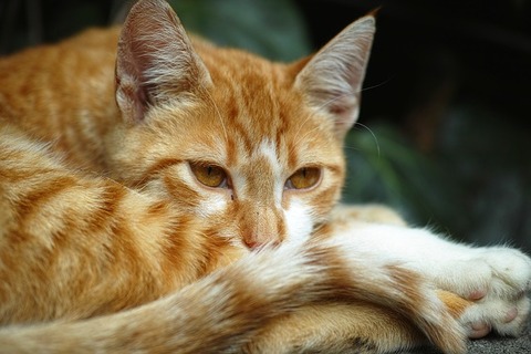 cat-2666306_640