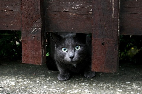 cat-288552_640