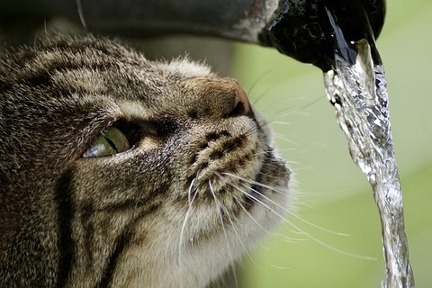 cat-2596037_640 (1)
