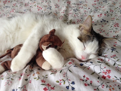 cat-289591_640
