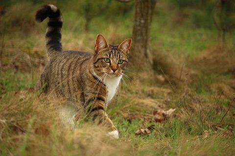 cat-2219427_640