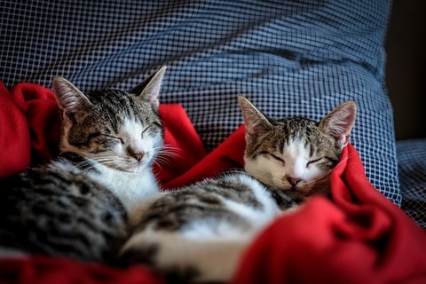 cat-2558476_640