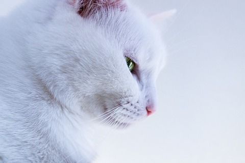 cat-scratch-3860895_640
