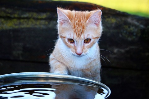 cat-1199240_640