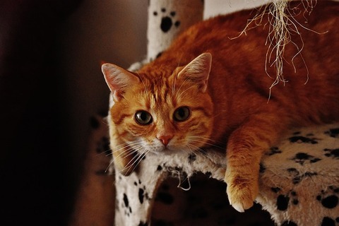 cat-1692707_640