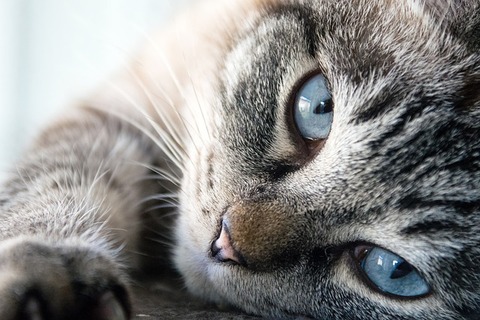 cat-3062647_640