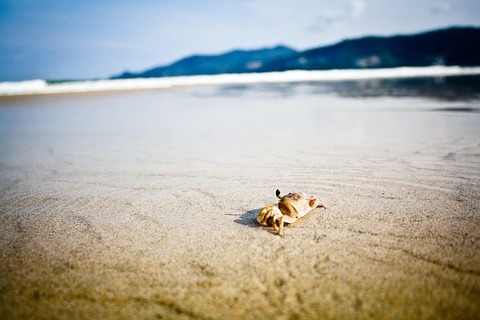 crab-1246573_640