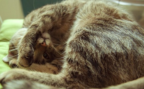 cat-715908_640