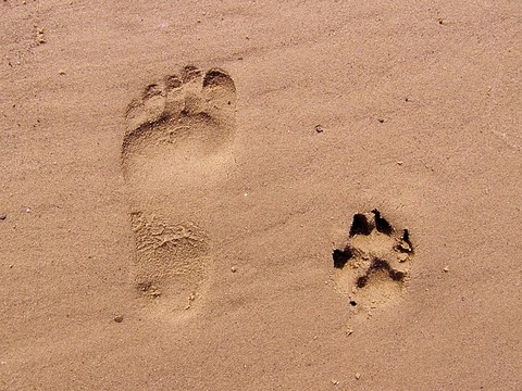 footprint-261337_640