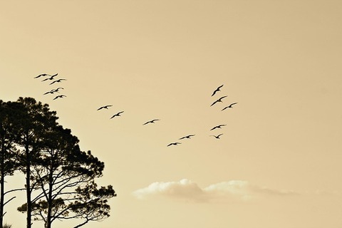birds-1835510_640