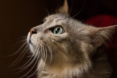 whiskers-3919668_640