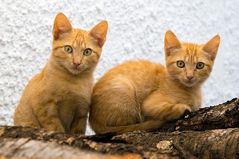 cats-3626690_640